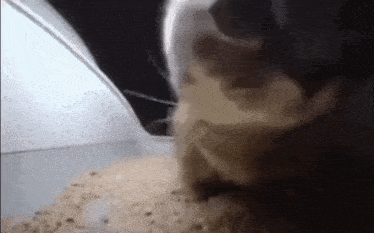 Chipi Chipi Chapa Chapa GIF - Chipi chipi Chapa chapa Cat - Discover &  Share GIFs
