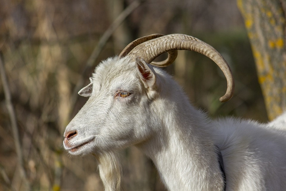 Goat Tier Grass - Kostenloses Foto auf Pixabay